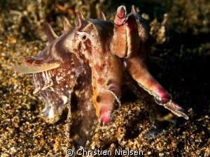 Flamboyant cuttlefish with side lightning by Christian Nielsen 